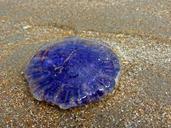 jellyfish-beach-sea-north-sea-blue-567663.jpg