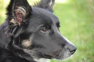 dog-portrait-border-collie-1232667.jpg