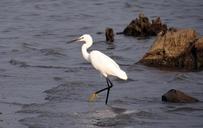 little-egret-egretta-garzetta-317588.jpg