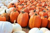 pumpkins-halloween-october-orange-545807.jpg