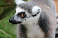 lemur-fur-mammal-wildlife-nature-1582944.jpg