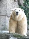 polar-bear-bear-animal-world-sweet-213633.jpg