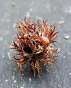 nut-tree-fruit-autumn-autumn-fruit-531884.jpg