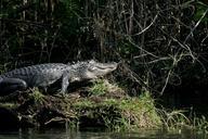 alligator-water-sunning-bank-shore-1084182.jpg