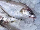 fresh-fish-fish-food-1152113.jpg