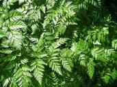 fern-green-leaves-nature-foliage-534119.jpg