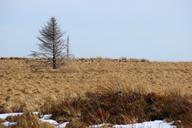 landscape-venn-belgium-moor-nature-666347.jpg