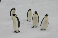 emperor-penguins-antarctica-penguins-1221041.jpg