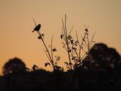 sparrow-birds-eventide-twilight-458354.jpg