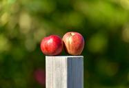 apple-outside-orchard-green-food-1391433.jpg