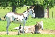 donkey-farm-summer-hot-1001906.jpg