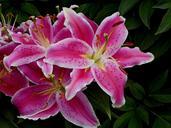 lily-stargazer-floral-nature-561074.jpg