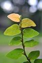 leaves-vines-dry-area-plants-217324.jpg