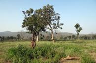 forest-deciduous-tropical-grassland-597405.jpg