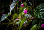 bee-water-drops-plant-526326.jpg