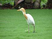 cattle-egret-bird-egret-white-172608.jpg