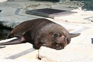 sea-lion-robbe-seal-sleep-lazy-255423.jpg