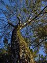 birch-trees-nature-blue-sky-508304.jpg