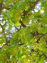 spring-may-maple-deciduous-tree-276879.jpg