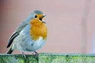 robin-bird-nobody-white-spring-315341.jpg