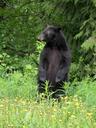 bear-black-bear-animal-432925.jpg