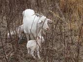 goat-animal-farming-mammal-425789.jpg