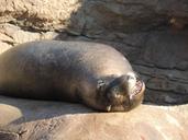 sea-lion-zoo-animal-aquatic-337803.jpg