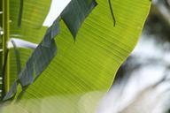 banana-leaves-plants-trees-long-275362.jpg