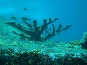 sea-fish-tree-submarine-coral-reef-1528441.jpg