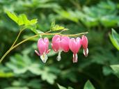 bleeding-hearts-pink-flowers-nature-173179.jpg