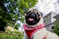 pug-tongue-puppy-animal-cute-dog-1502573.jpg