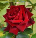 red-rose-flower-gardening-love-66532.jpg