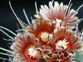 Cactus flower with thorns.jpg