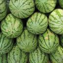 watermelon-melon-citrullus-lanatus-331272.jpg