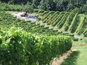 vineyard-wine-vines-411511.jpg