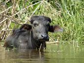 buffalo-animal-animals-india-1260159.jpg