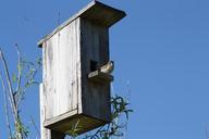 spring-nature-birdhouse-sparrow-179563.jpg