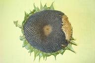 sunflower-sunflower-seeds-556142.jpg