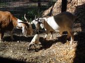 goat-nature-newborn-animal-farm-667930.jpg