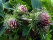 thistle-weed-flower-garden-nature-56504.jpg