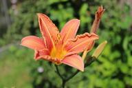 lily-flowers-blossom-bloom-garden-536185.jpg