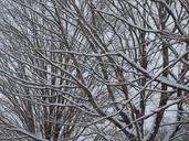 tree-snow-winter-cold-season-17480.jpg