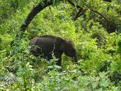 elephant-wildlife-animal-657629.jpg