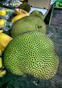 Jacquier_/_Jackfruit.jpg