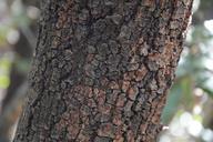 trunk-tree-bark-1343818.jpg