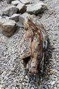 wood-driftwood-drift-wood-stones-340359.jpg