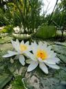 water-lilies-green-pond-water-433691.jpg