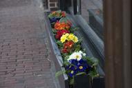 boston-spring-charles-st-flowers-670894.jpg