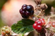 blackberries-rubus-sectio-rubus-438304.jpg