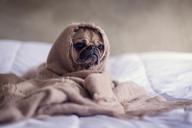 pug-dog-blanket-bed-face-animal-1210025.jpg